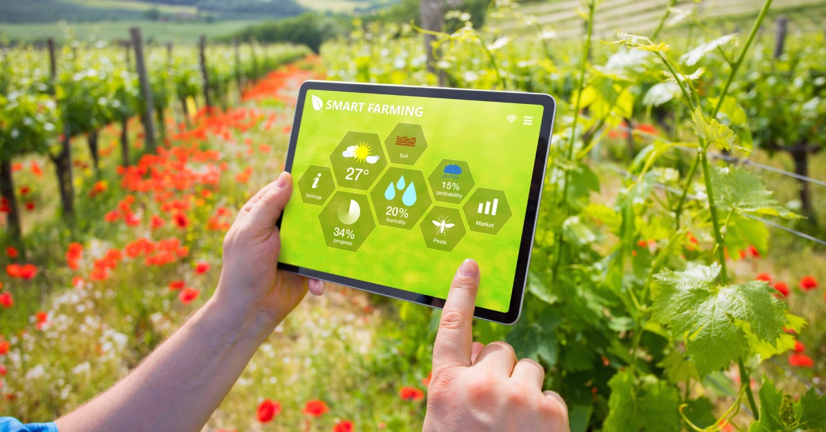 A farmer using smart farming technologies in a vineyard, equipped with IoT devices and drones to monitor crop health.